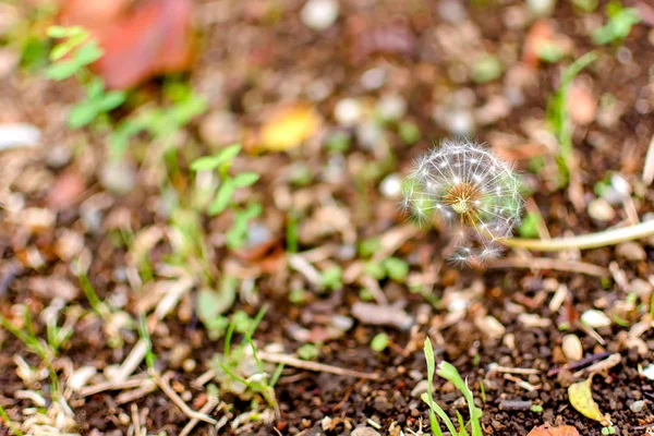 タンポポの花のマクロ写真テクスチャをバックグラウンドを閉じます — ストック写真