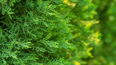 Spruce şubesi. İğneli ladin çok güzel bir dalı. Doğadaki Noel ağacı. Yeşil ladin. Spruce yaklaş..