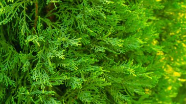 Spruce şubesi. İğneli ladin çok güzel bir dalı. Doğadaki Noel ağacı. Yeşil ladin. Spruce yaklaş..