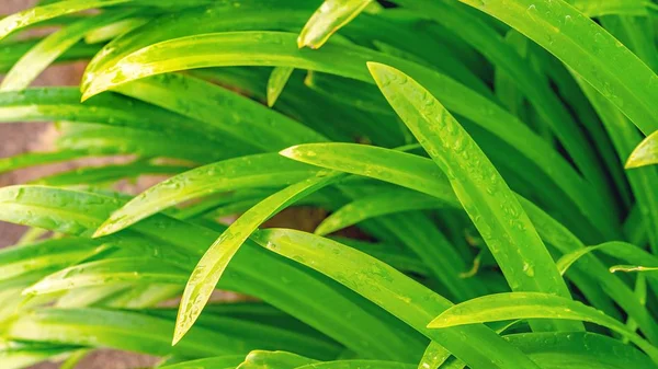 Fresh green pandan leaf growing in the garden texture background — Stock Photo, Image