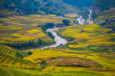 Teras alanı pirinç hasat mevsimi Vietnam