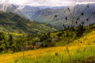 Teras alanı pirinç hasat mevsimi Vietnam