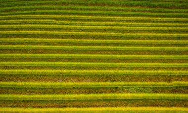 Teras alanı pirinç hasat mevsimi Vietnam