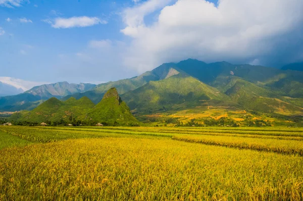 Terasa rýže na období sklizně ve Vietnamu — Stock fotografie