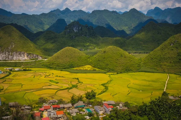 Terrace field rice on the harvest season in vietnam