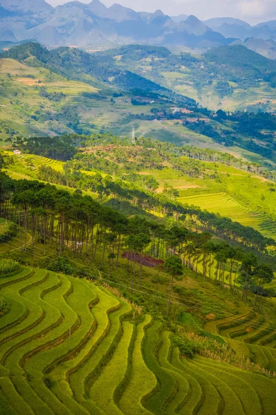 Teras alanı pirinç hasat mevsimi Vietnam