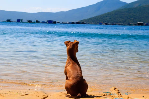 güzel bir plaj Vietnam