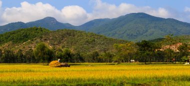 Ha Tinh, Vietnam 11 Eylül 2015: Vietnam çiftçi pirinç tarlaları çalışma.