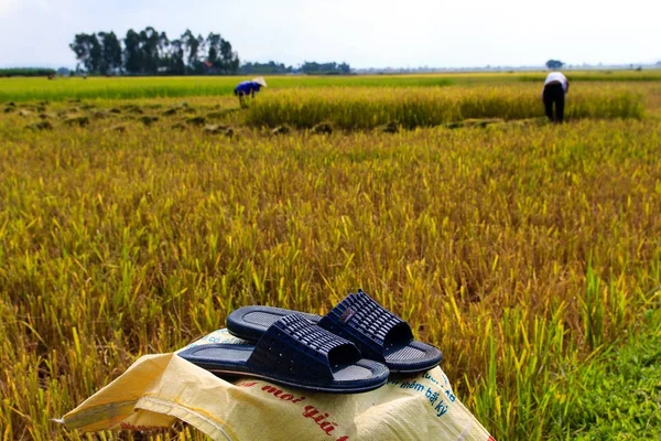 Ha Tinh, Vietnam 11 Eylül 2015: Vietnam çiftçi pirinç tarlaları çalışma.