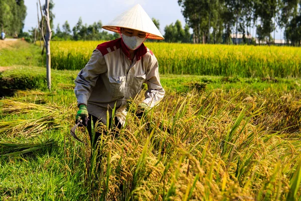 Ha Tinh, Vietnam 11 Eylül 2015: Vietnam çiftçi pirinç tarlaları çalışma.
