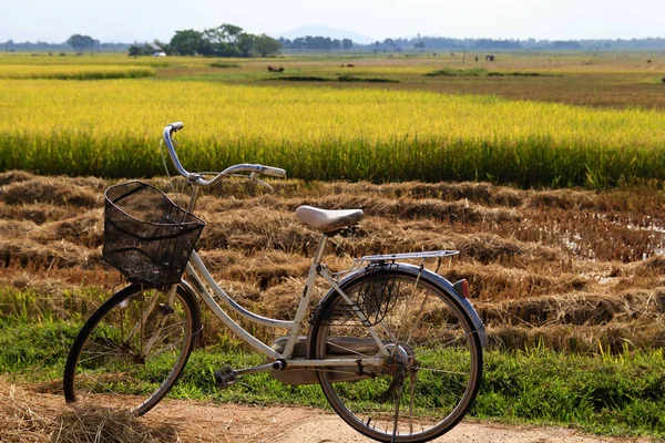 Ha Tinh, Vietnam 11 Eylül 2015: Vietnam çiftçi pirinç tarlaları çalışma.