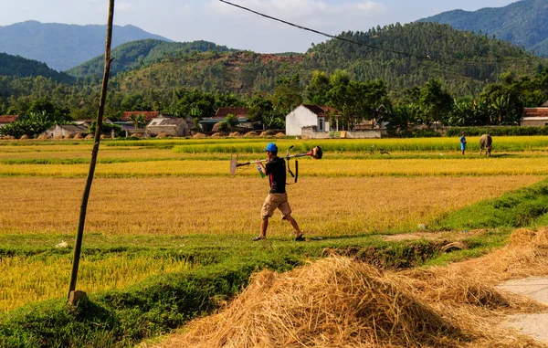 Ha Tinh, Vietnam 11 Eylül 2015: Vietnam çiftçi pirinç tarlaları çalışma.