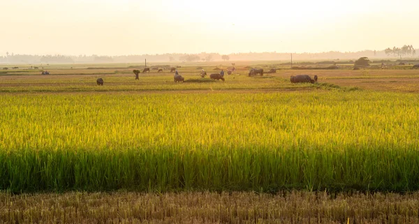 Ha Tinh, Vietnam 11 Eylül 2015: Vietnam çiftçi pirinç tarlaları çalışma.