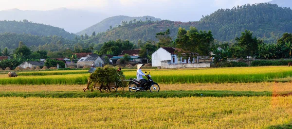 Tinh Vietnam Září 2015 Vietnamské Zemědělci Pracující Rýžových Polích — Stock fotografie