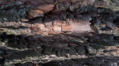 doku, desen, arka plan ağaç