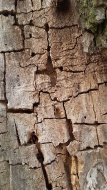 doku, desen, arka plan ağaç