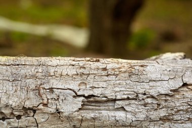 Ağaç, doku, grunge, doğa