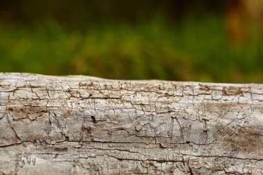 Ağaç, doku, grunge, doğa