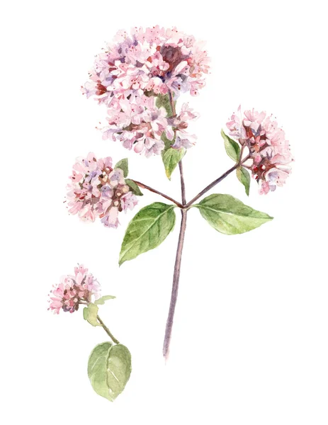 Akvarell illustration oregano blomma — Stockfoto