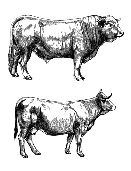 Graphics illustration farm animals set farm cows — 图库照片