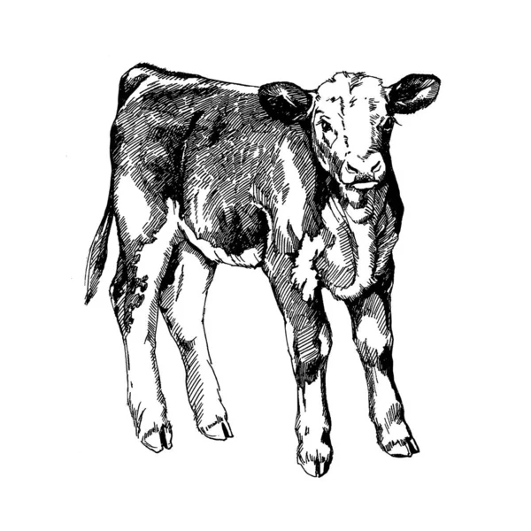 Grafica illustrazione fattoria animali mucca vitello di Hereford — Foto Stock