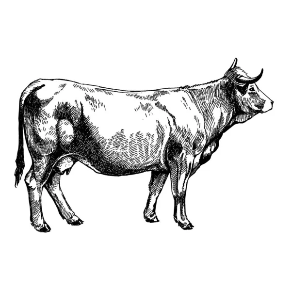 Grafica illustrazione fattoria animali Obrak mucca design — Foto Stock