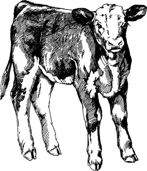 Grafica vettoriale illustrazione fattoria animali mucca vitello di Hereford — Vettoriale Stock