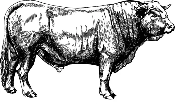 Vector graphics illustration farm animals Obrak bull maker — Stok Vektör