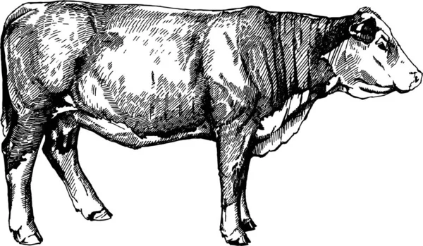 Vektorové krávy grafika ilustrace hospodářská zvířata Hereford tele — Stockový vektor