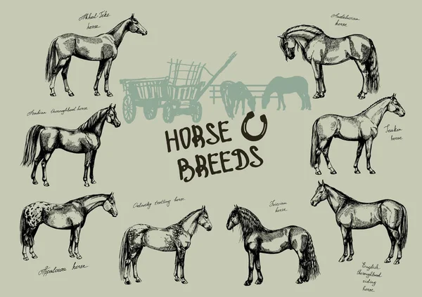 Set Farm Riding Trotting Horses Oryol Trotter Arabian Puro Sangue —  Vetores de Stock