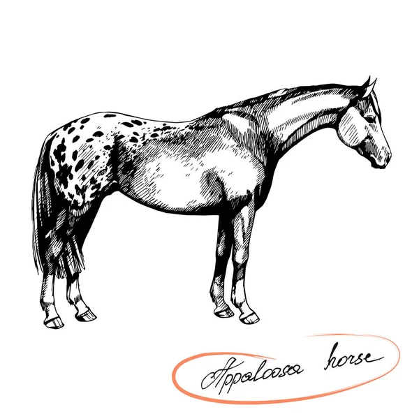 农场骑马和踩踏阿帕洛萨马 — 图库矢量图片