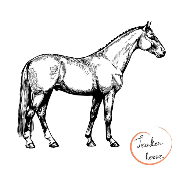 农场骑马和踩踏Trakehner马 — 图库矢量图片