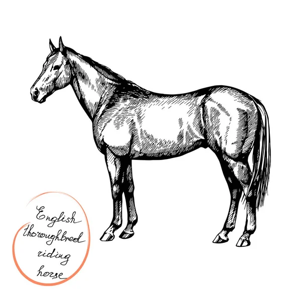 Fattoria Equitazione Trotto Purosangue Cavallo Corsa Cavallo Corsa Inglese — Vettoriale Stock