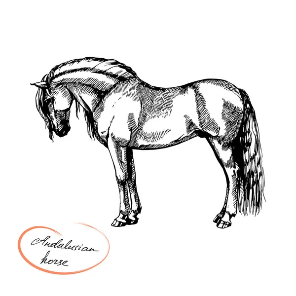 Boerderij Paardrijden Draven Andalusiaanse Paard — Stockvector