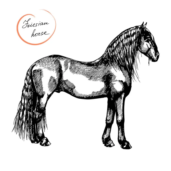 农场骑马和踩踏弗里斯兰马 — 图库矢量图片