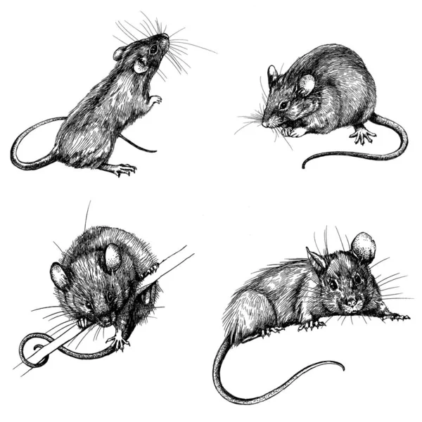 Imagen del dibujo animado de la rata fotos de stock, imágenes de Imagen del dibujo animado de la rata sin royalties | Depositphotos Imagen del dibujo animado de la rata fotos de stock, imágenes de Imagen del dibujo animado de la rata sin royalties | Depositphotos