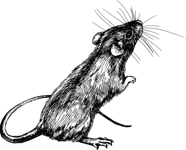 Mouse Rat Clip Art Graphics Linner Vector - Stok Vektor