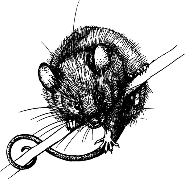 Mouse Ratto Clip Grafica Linner Vettore — Vettoriale Stock