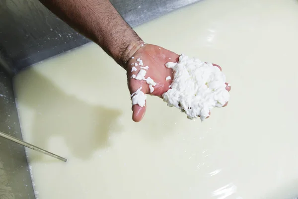 Cheesemaker controls the milk curd — Stock Photo, Image