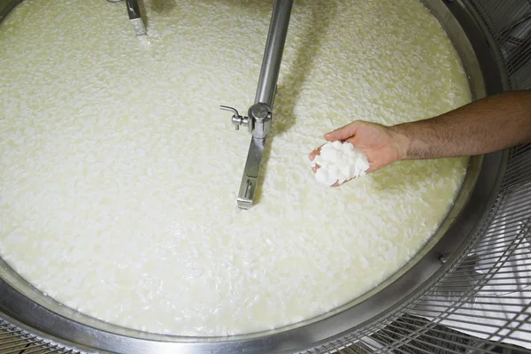 Τυροκόμος ελέγχει το γάλα πηγμένο γάλα για τυρί — Φωτογραφία Αρχείου