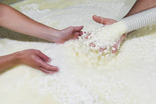 Kaasproducent giet net gestremde kaas — Stockfoto