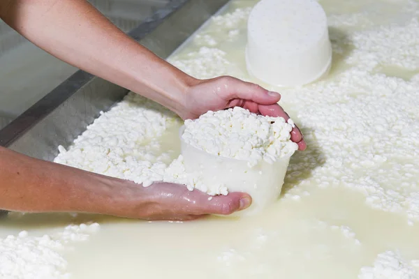 Cheesemaker versa formaggio appena coagulato — Foto Stock