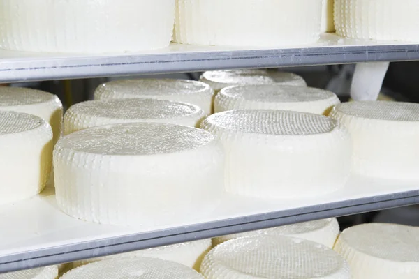 Pieces of fresh cheese on the shelves