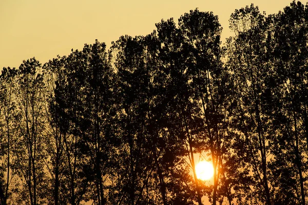 Drzewa w sylwetka o zachodzie słońca — Zdjęcie stockowe