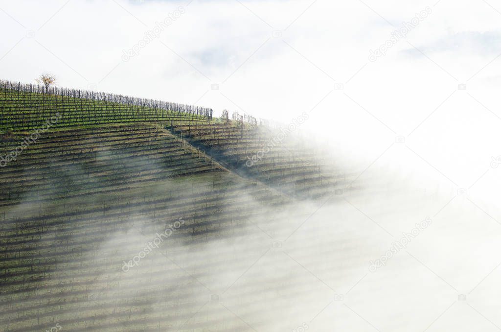 Vineyards wrapped in fog