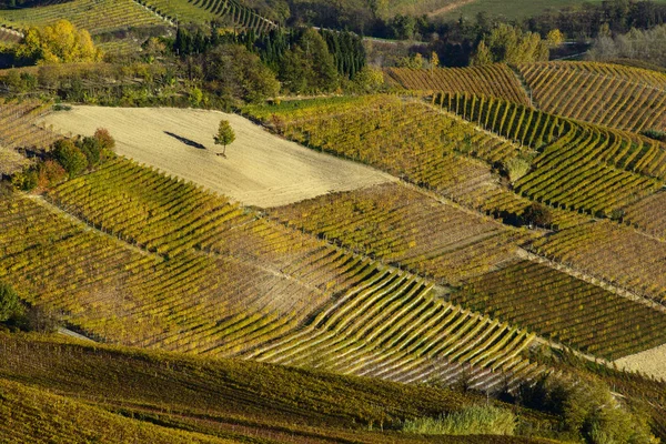 Farbenfrohe herbstliche hügel von langa piemonte italien — Stockfoto