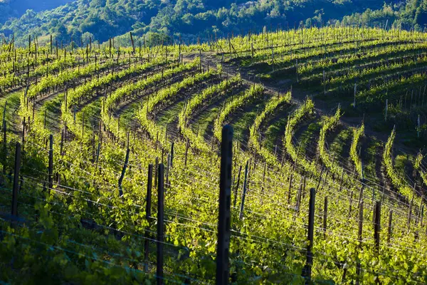 Blick auf Weinberge und Wälder — Stockfoto