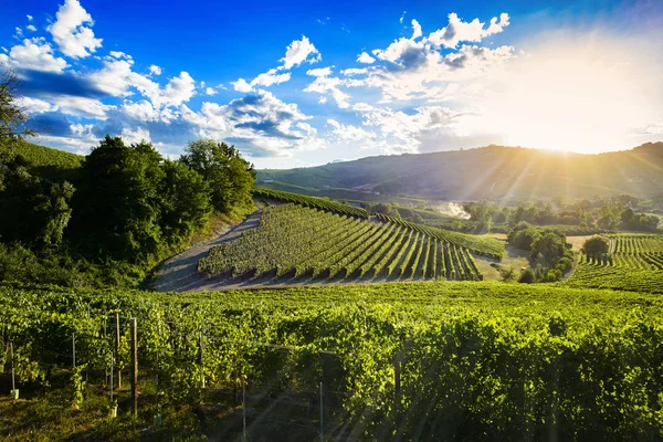 Spektakulärer Sonnenuntergang über den grünen Weinbergen des Langa Piemont — Stockfoto