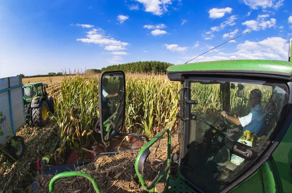 Bir traktör alanında birleştirmek sürücü bakar