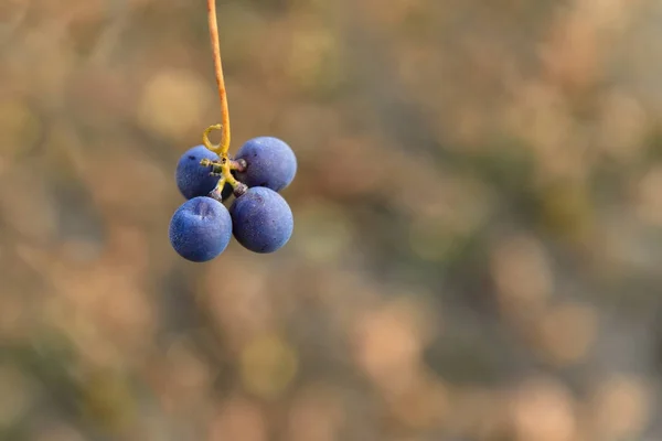 Small bunches of grapes on the vineyard in late autumn — Stock Photo, Image